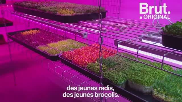 La Caverne : une ferme dans les sous-sols parisiens