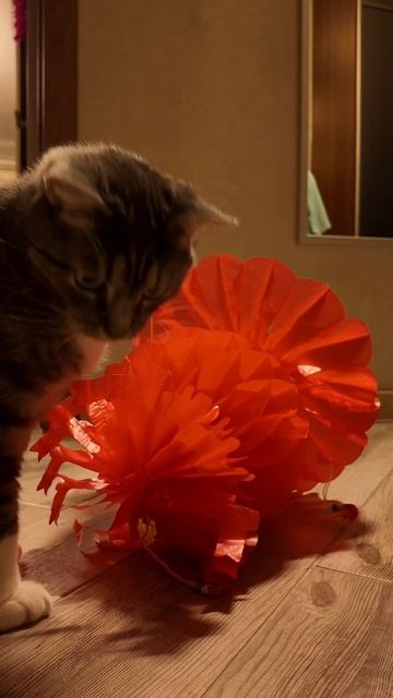 Котик Масяня встречает Китайский новый год