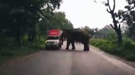 Нападения Животных На Автомобили! Топ 20 Атак 2020!