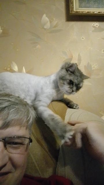 Питомец Барсик.