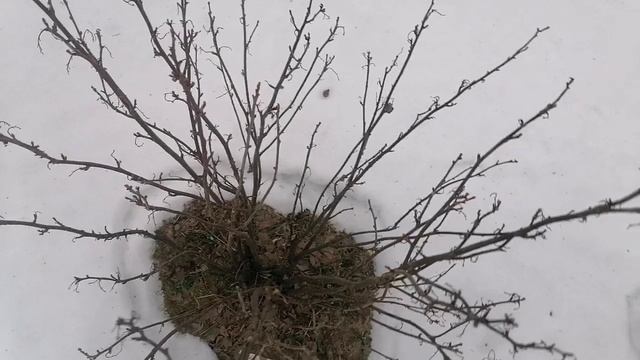Обход деревьев и кустарников. Мы в шоке! Они просыпаются и набухают