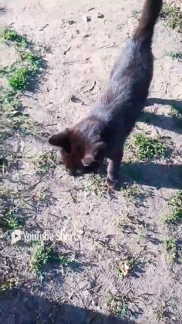 Котёнок Барсик 🐱 😂.mp4