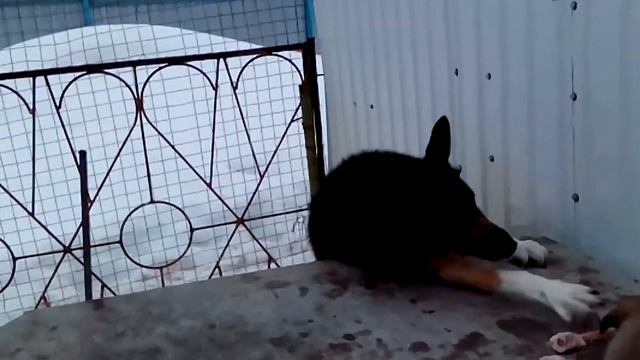 Ответ каналу Павел Жуков на Русском языке
