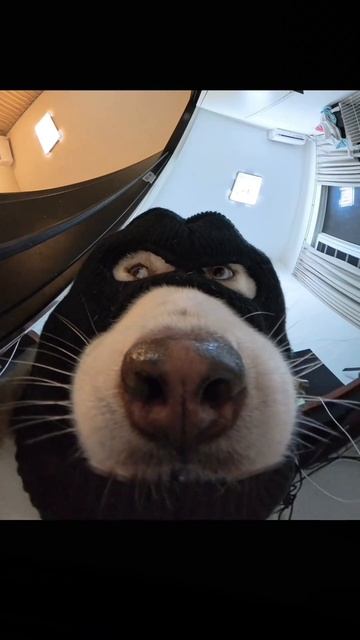 Ниндзя