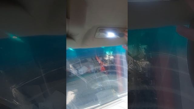 1000005990.mp4