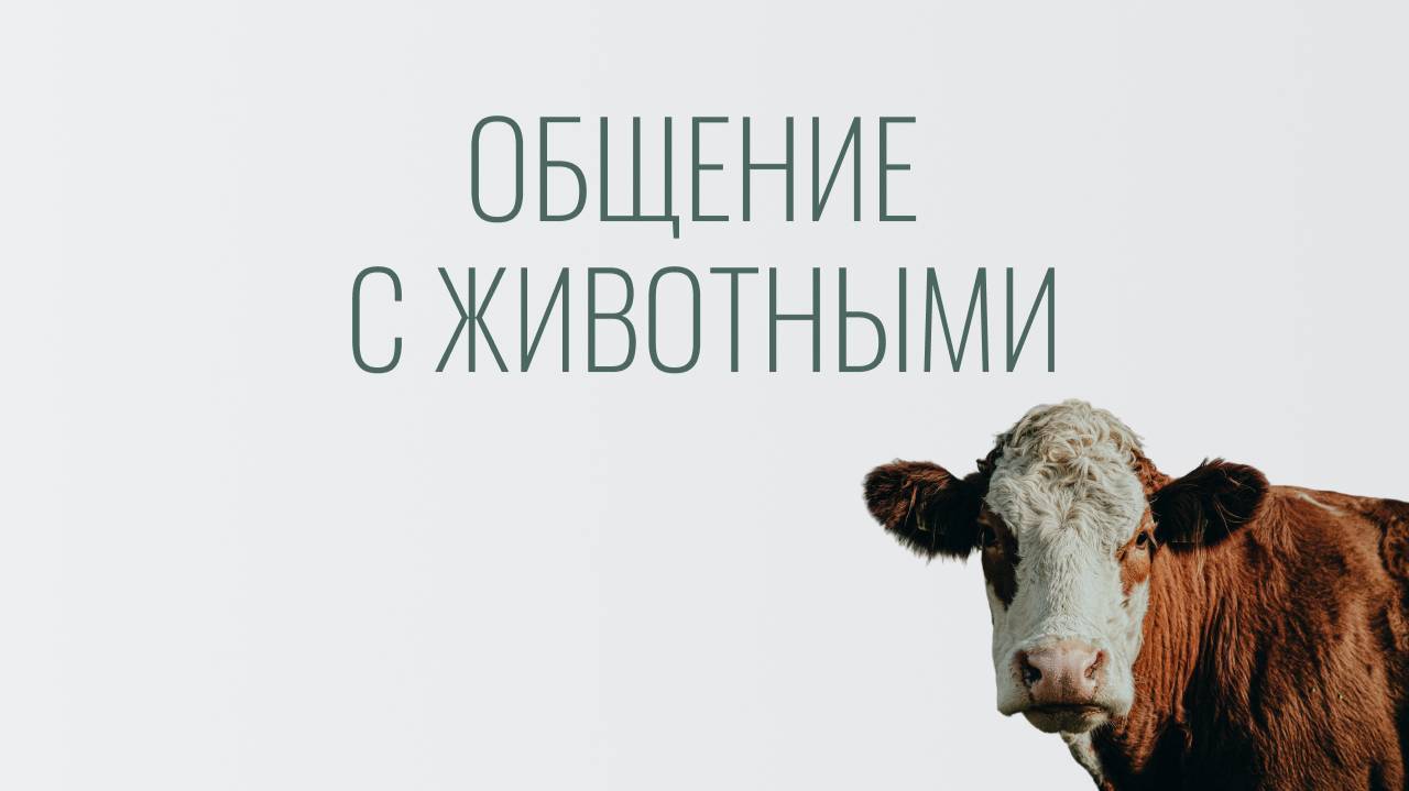 Экоферма Нестеровых: общение с животными 2