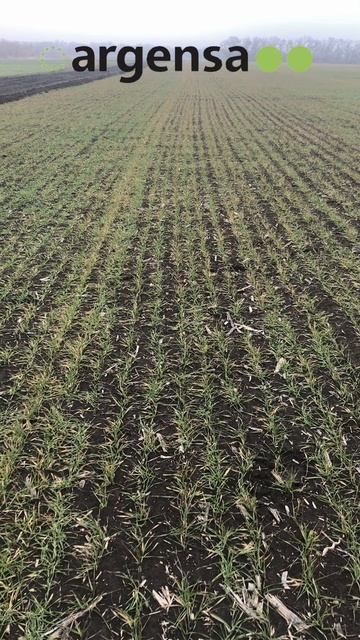 28-01-2025 Последействие гербицида на всходы озимой пшеницы