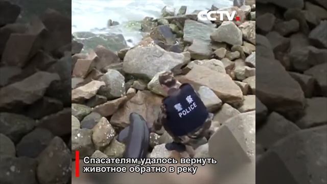 Спасен речной дельфин, заплывший на мелко | CCTV Русский