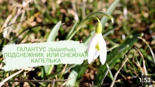 ГАЛАНТУС (Galanthus), ПОДСНЕЖНИК ИЛИ СНЕЖНАЯ КАПЕЛЬКА🌱