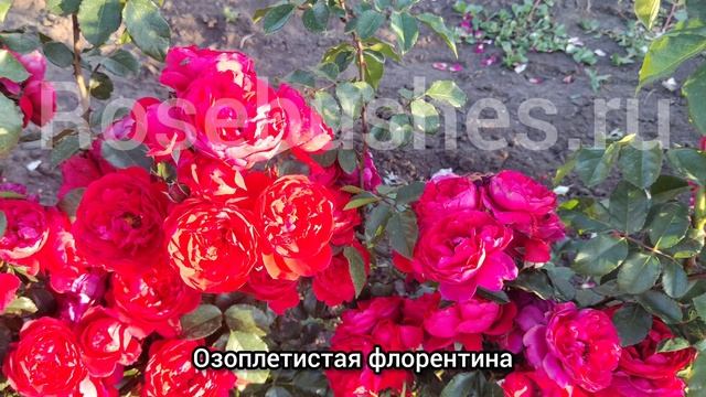 Флорентина. Florentina. ❤️❤️❤️
плетистая роза от rosebushes.ru