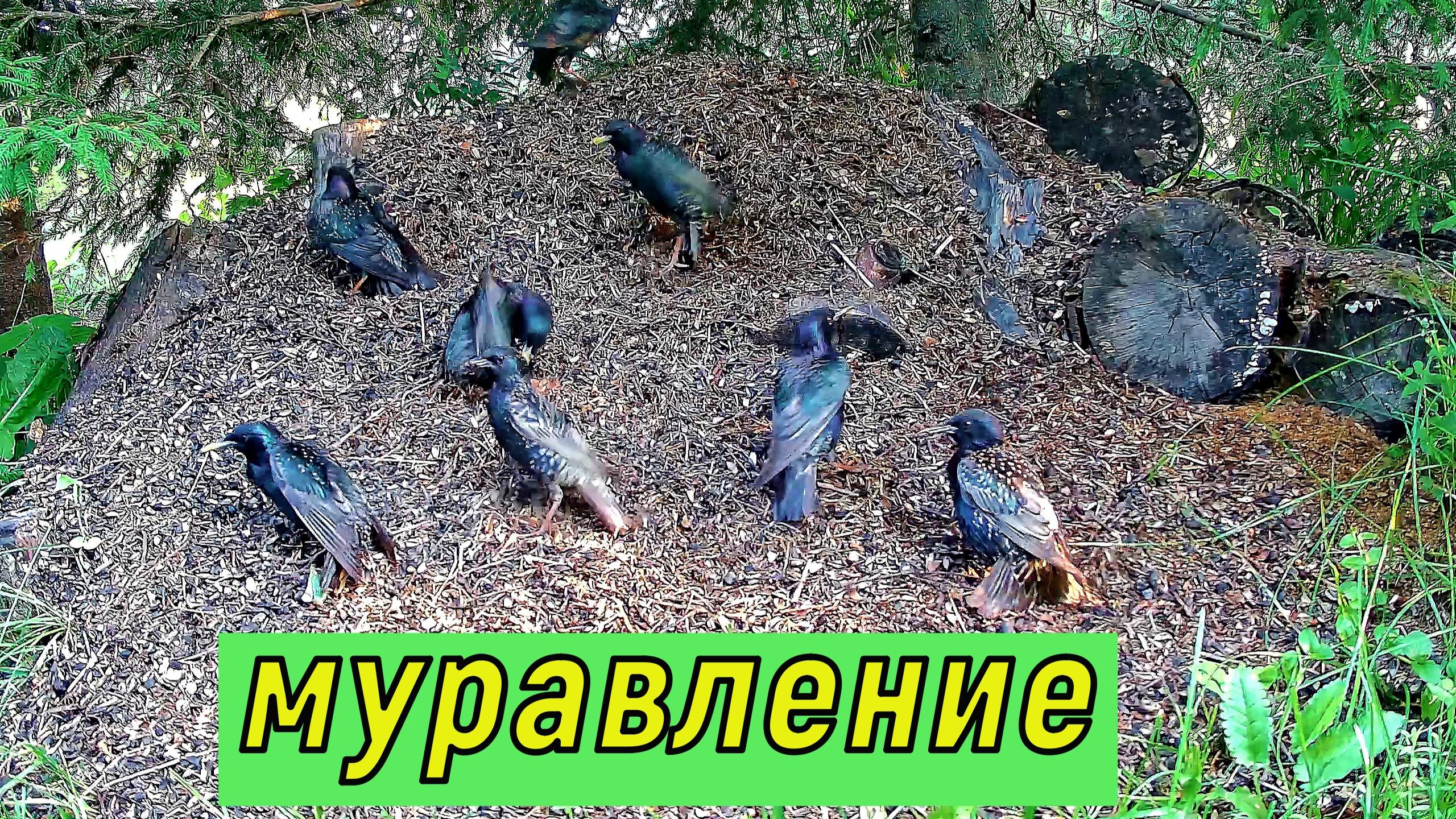 Скворцы принимают муравьиные ванны.
