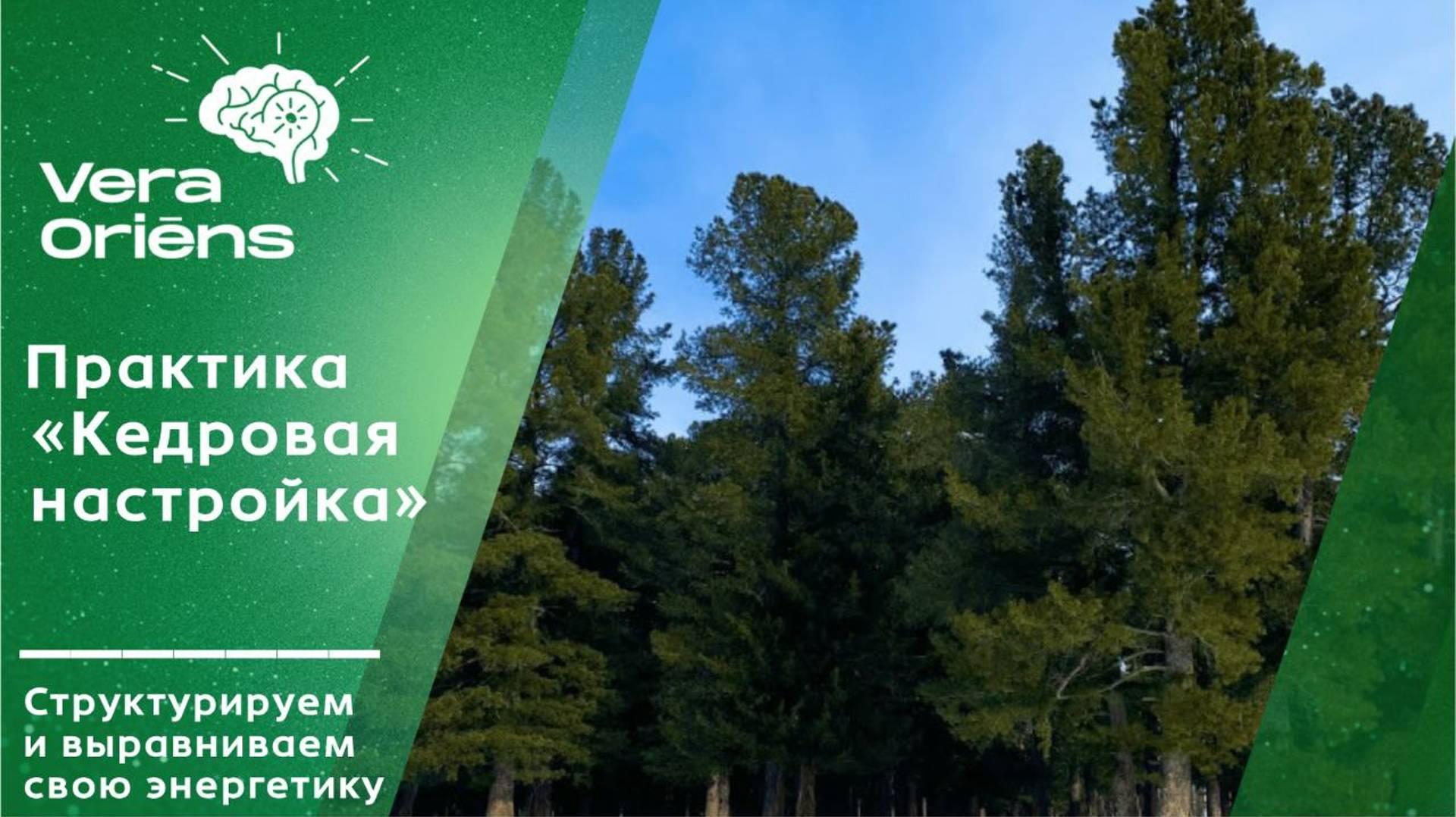 Практика "Кедровая настройка". Структурируем и выравниваем свою энергетику.