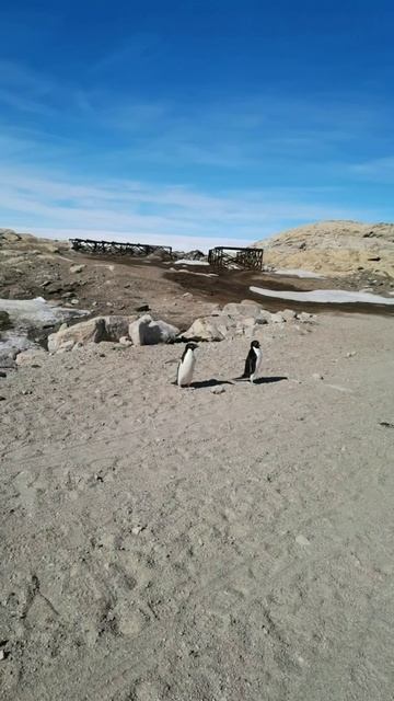 penguin_on_road2