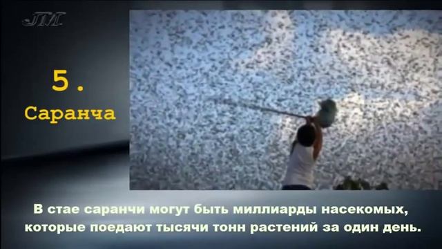 ТОП 10 Самые Опасные Насекомые Планеты