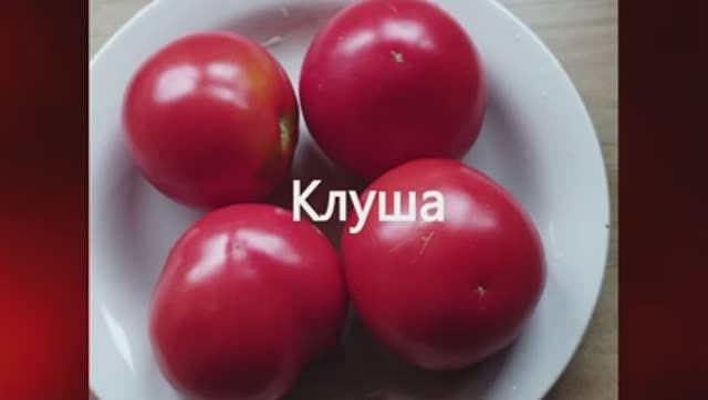 ТОМАТЫ. Раннеспелые сорта томато. г. Киров