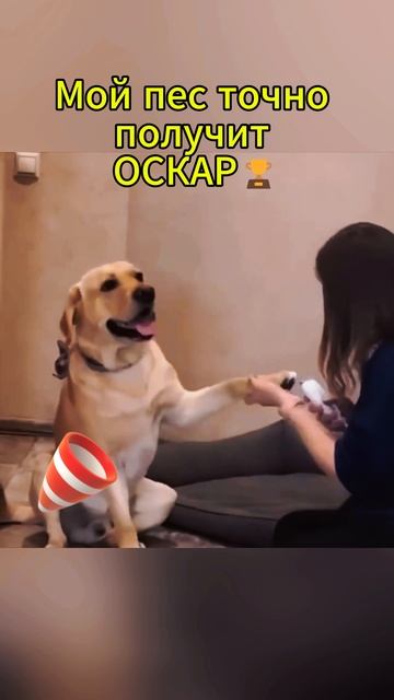 Мой пес актер
