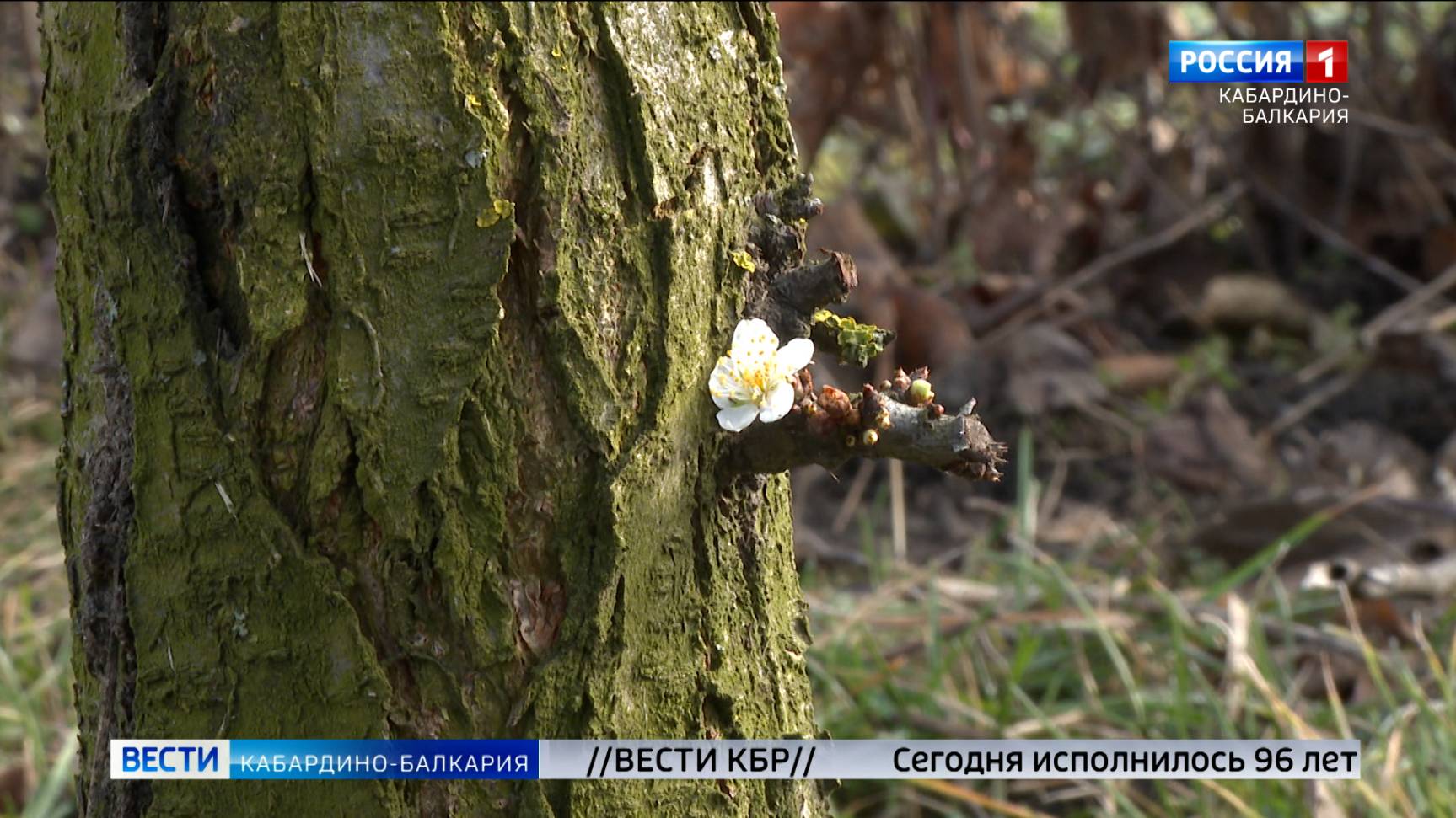 В КБР в январе зацвели косточковые