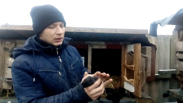 ОТБОР КРОЛИКОВ на ПЛЕМЯ/ ПО СТАРОЙ КНИЖКИ