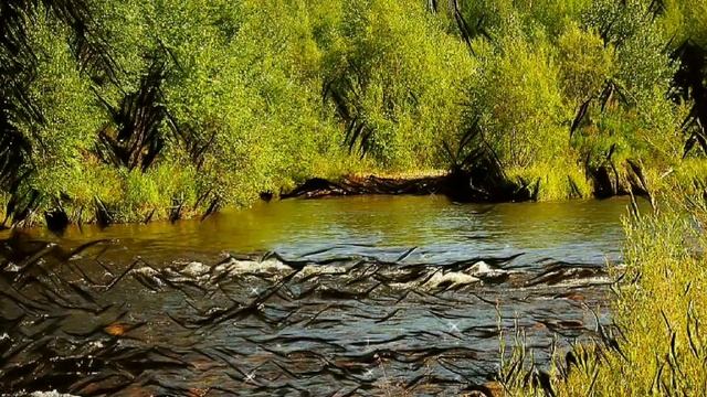 красивая видеооткрытка# август в Сибири# живая фотокартина