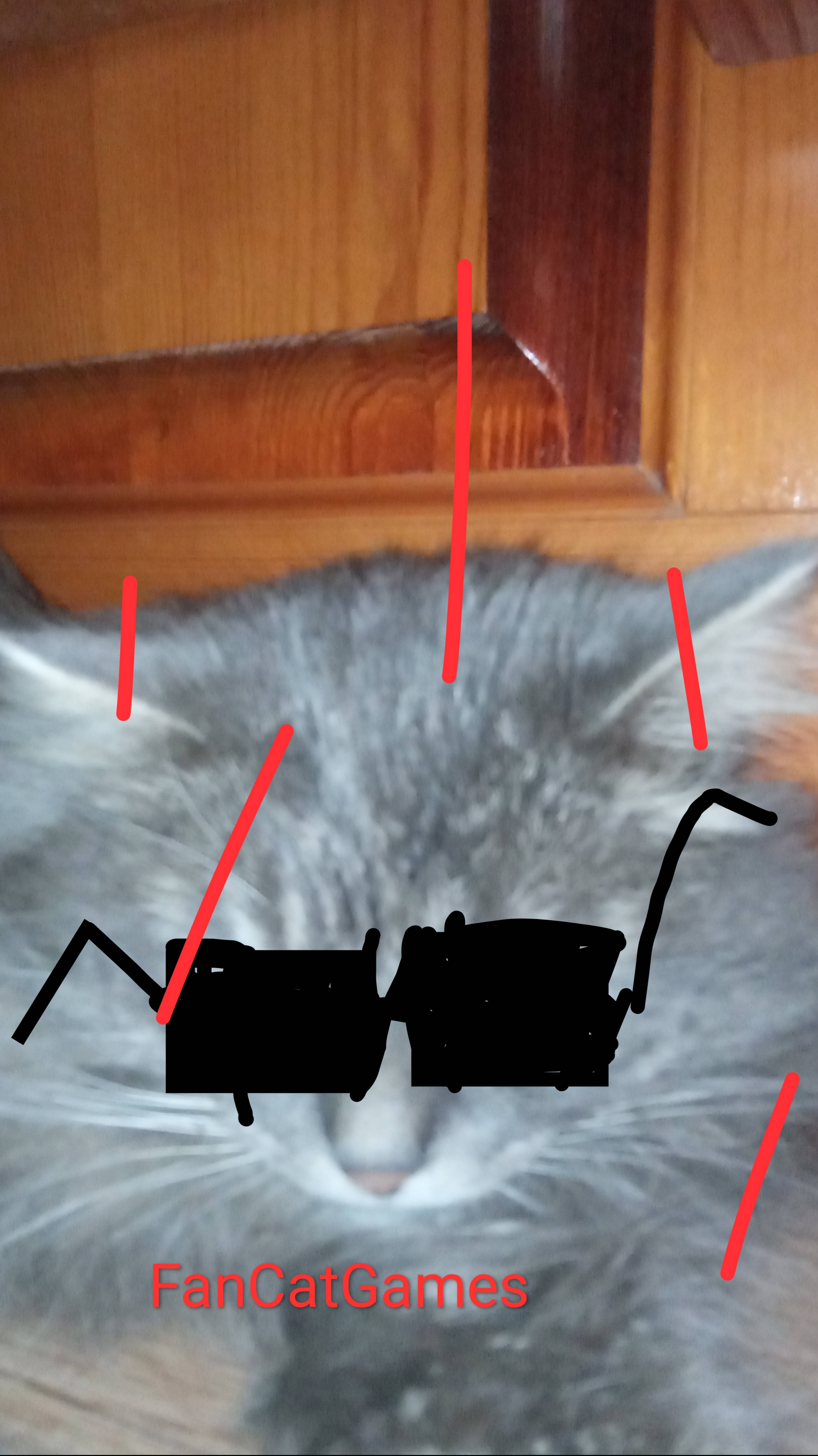 SUPER DANCE MY CAT AND ME