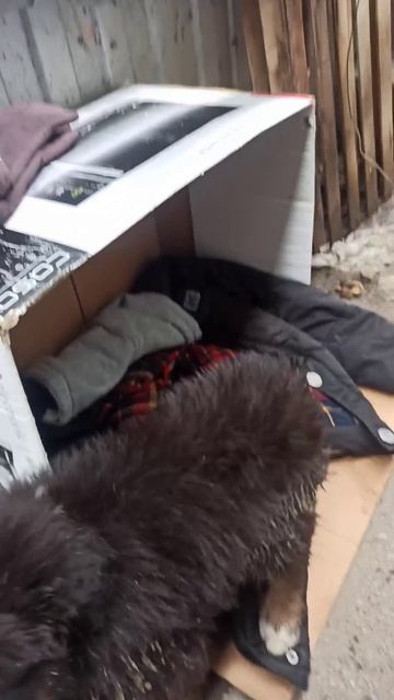 VID-20250128-WA0007.mp4