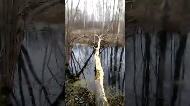 Лес еловый
