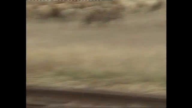 Теория ПДД  - 31 : Дополнительные требования к движению гужевых повозок , а также прогону животных