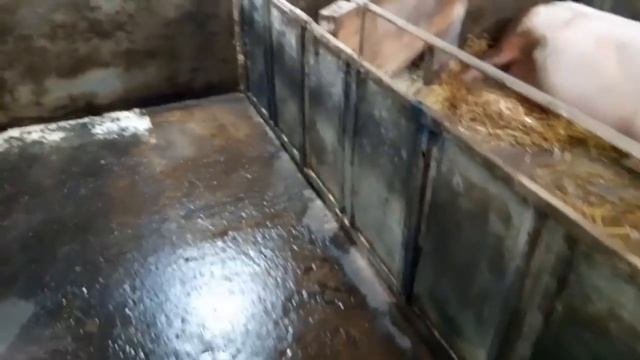 //Что с ними делаю,как готовим жил площадь новому поколению//Квартиранты//Свобода у пушистых//