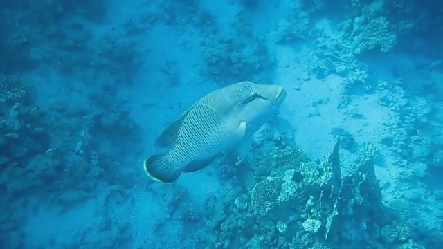 Большой Наполеон. Красное море. Шарм-эш-Шейх. Шаркс-Бей. 2024