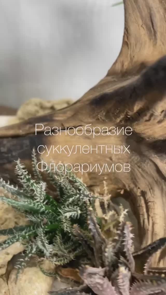 Суккулентные флорариумы