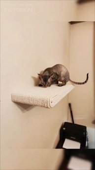 Когтеточка в распор до потолка с полочкой для кошки