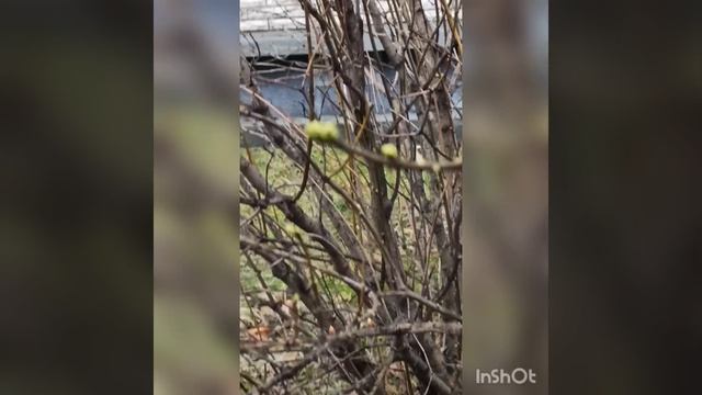 Зимняя весна или осенняя зима....