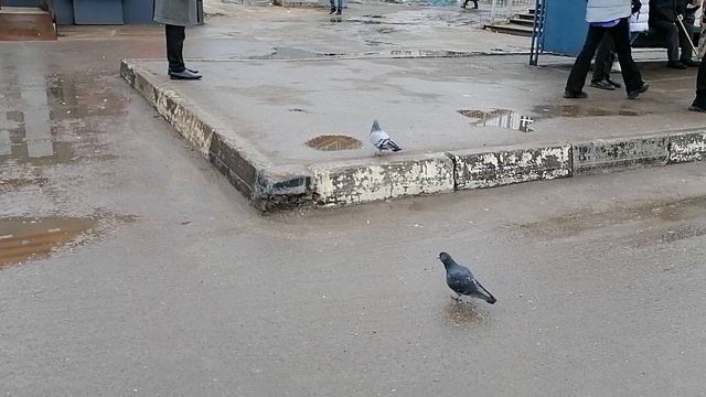А/Станция Барыбино(зап) Домодедово. Обзор Вокзальной площади по обсуждению платформы и о/павильона.