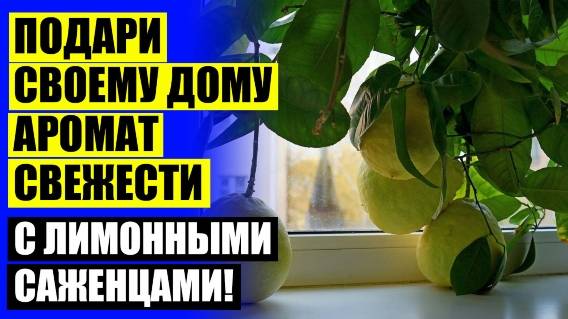 ⚠ ЛИМОН ПАВЛОВСКИЙ ОПИСАНИЕ 💡 КУПИТЬ САЖЕНЦЫ ЛИМОНА КОМНАТНОГО