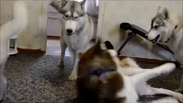 хаско-дом.wmv