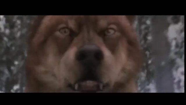 Настя - Снежные волки