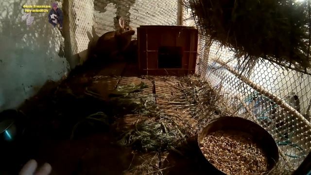 Купил покрытую крольчиху и крольчат на развод Жизнь в селе