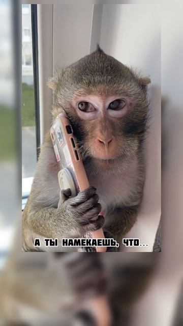 Обезьяна и телефон