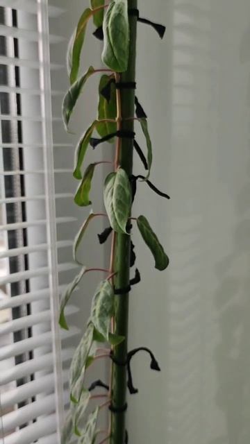 Фуксия на штамбе