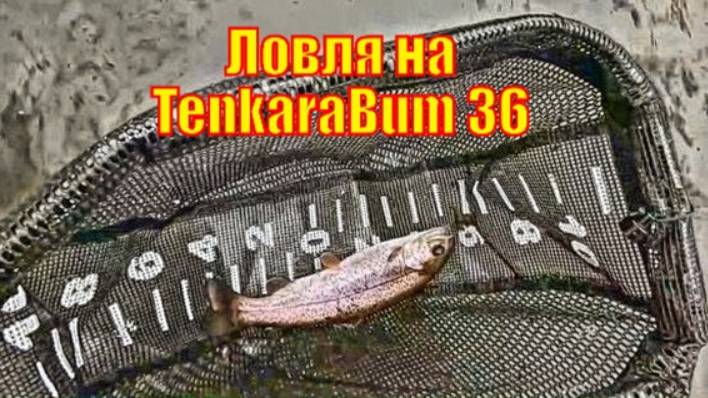 Ловля 6 форелей на новую удочку (ловля на TenkaraBum 36)