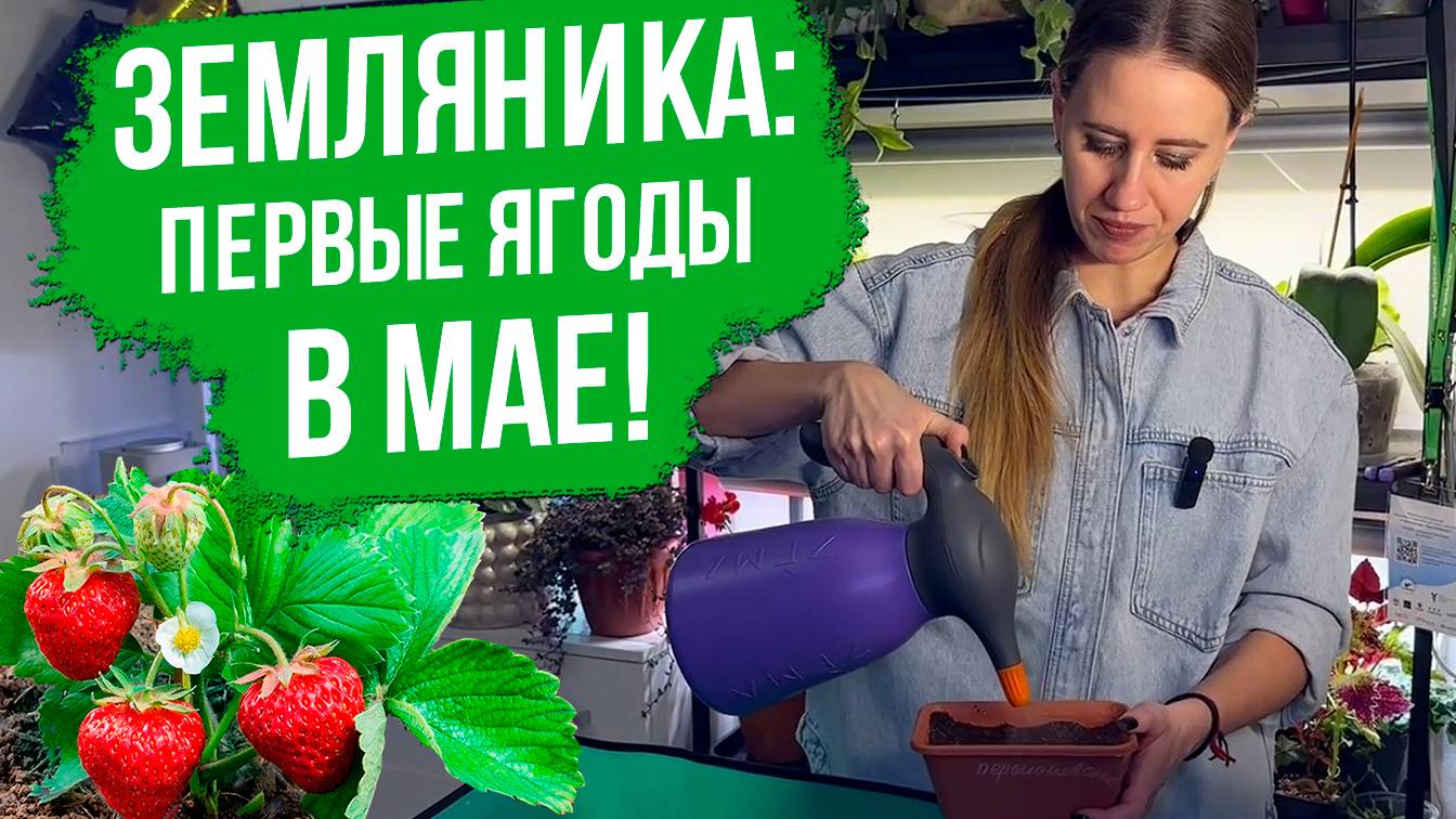 ТРИ легких способа посева семян земляники.