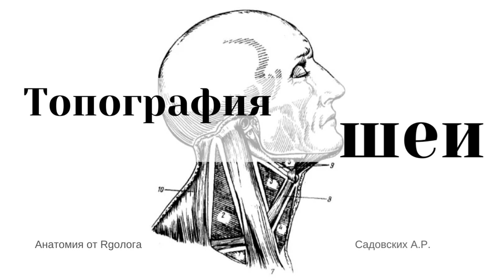 Топография шеи