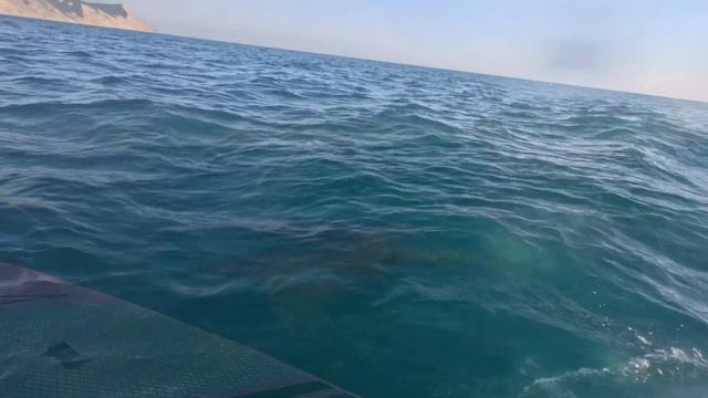 Встреча с дельфинами Анапы