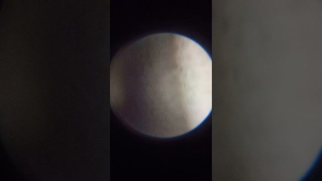 Я смотрел в микроскоп и нашёл...