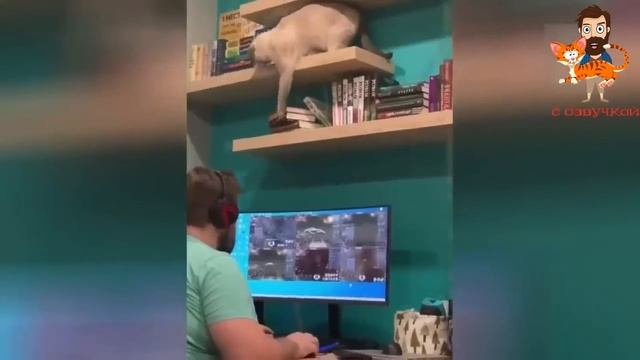 ПРИКОЛЫ С КОТАМИ! Самая Смешная ОЗВУЧКА Животных! До Слёз!