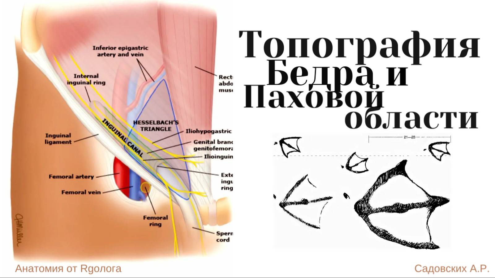 Топография паховой области и бедра