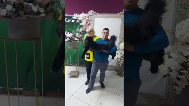 Выставка кошек