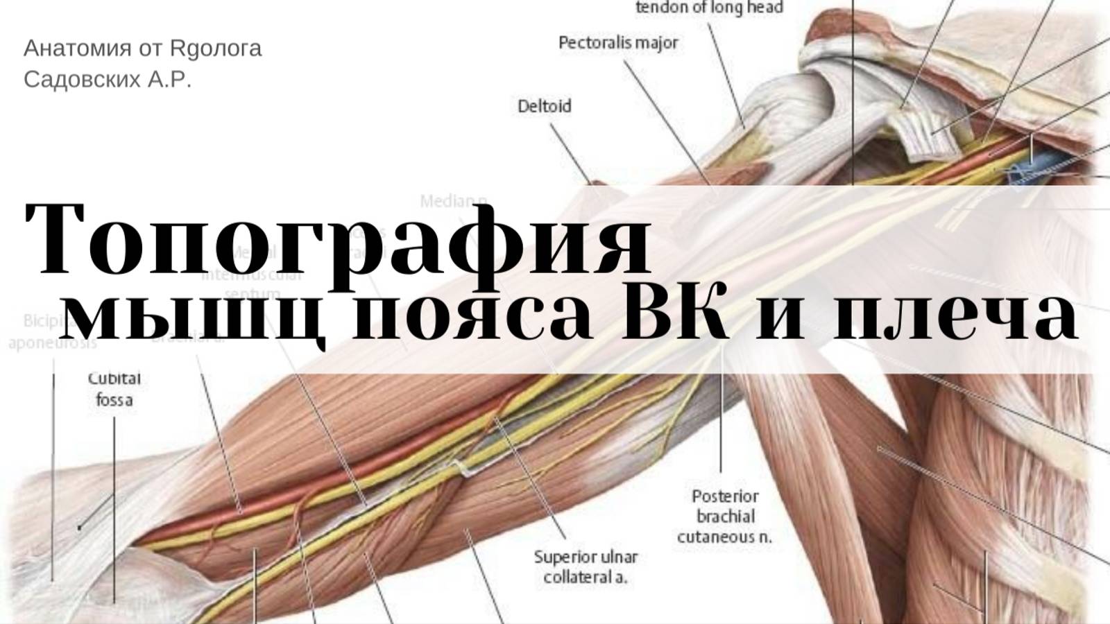 Топография пояса ВК и плеча