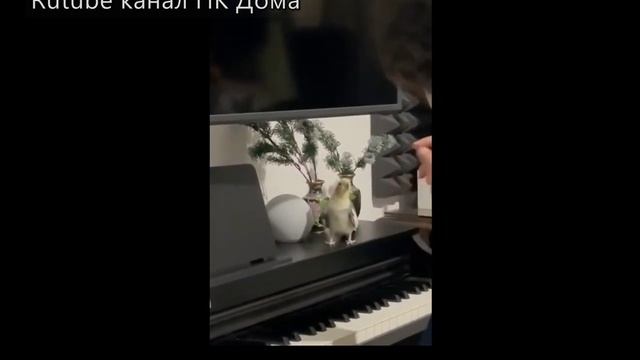 Попугай певец, Попугай скорость.