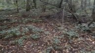 Грибы. Стихи Ивана Бадхи. Читает автор.